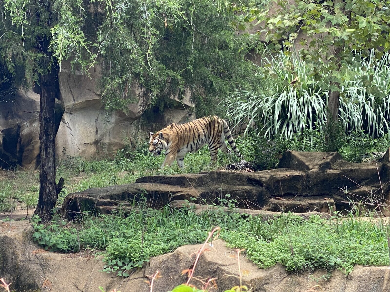 An Amur tiger at Riverbanks Zoo and Garden